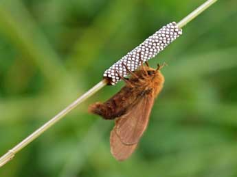 Malacosoma alpicola Stgr adulte - Jean-Franois Maradan