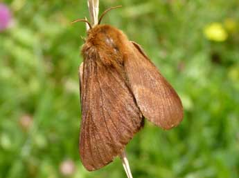 Malacosoma alpicola Stgr adulte - Claude Voinot