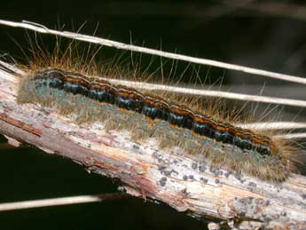  Chenille de Malacosoma alpicola Stgr - Philippe Mothiron