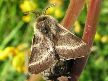 Malacosoma alpicola Stgr adulte - ©Benot Mry