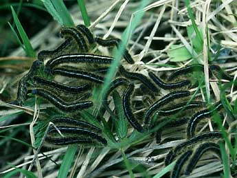  Chenille de Malacosoma alpicola Stgr - Philippe Mothiron