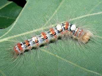  Chenille de Moma alpium Osbeck - ©Serge Wambeke