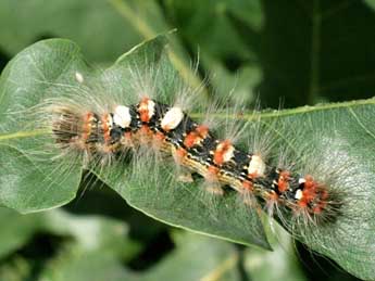  Chenille de Moma alpium Osbeck - ©Serge Wambeke