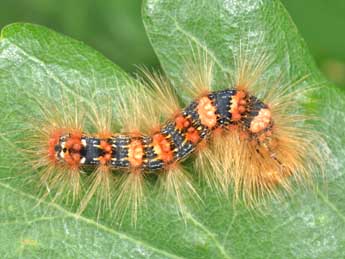  Chenille de Moma alpium Osbeck - ©Philippe Mothiron