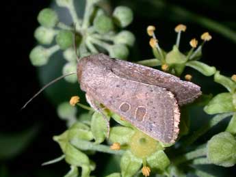 Hoplodrina ambigua D. & S. adulte - Philippe Mothiron