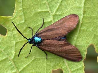 Theresimima ampellophaga Bayle-B. adulte - ©Christophe Franco