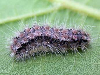  Chenille de Theresimima ampellophaga Bayle-B. - ©Christophe Franco