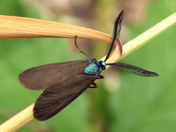 Theresimima ampellophaga Bayle-B. adulte - ©Daniel Morel