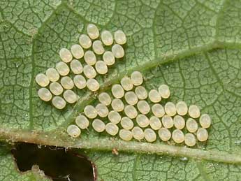  Oeuf de Theresimima ampellophaga Bayle-B. - ©Christophe Franco