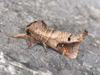 Clostera anachoreta D. & S. adulte - ©Philippe Mothiron