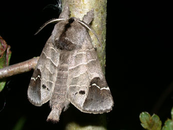 Clostera anachoreta D. & S. adulte - Philippe Mothiron