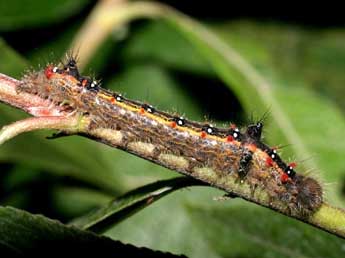  Chenille de Clostera anastomosis L. - ©Serge Wambeke