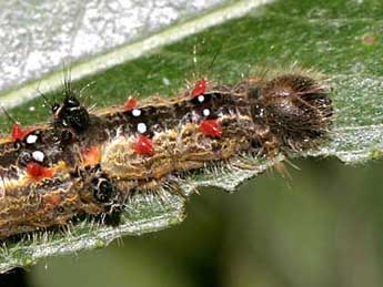  Chenille de Clostera anastomosis L. - ©Serge Wambeke