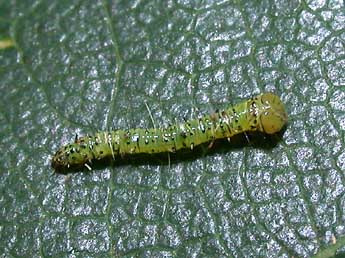  Chenille de Peridea anceps Gze - Philippe Mothiron