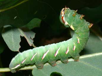  Chenille de Peridea anceps Gze - ©Philippe Mothiron