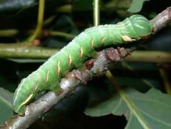  Chenille de Peridea anceps Gze - Philippe Mothiron