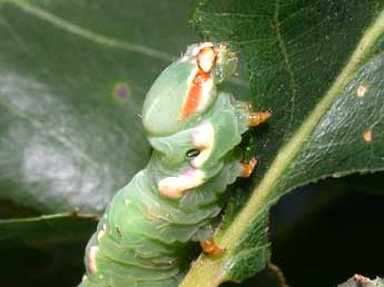  Chenille de Peridea anceps Gze - ©Philippe Mothiron