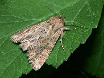 Apamea anceps D. & S. adulte - Philippe Mothiron