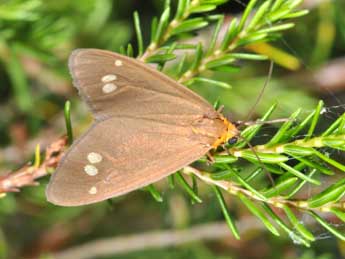 Dysauxes ancilla L. adulte - Philippe Mothiron