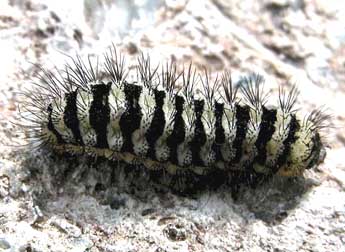  Chenille de Zygaena anthyllidis Bsdv. - ©Liliane Pessotto