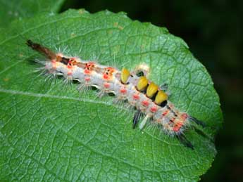  Chenille de Orgyia antiqua L. - ©Philippe Mothiron