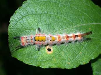  Chenille de Orgyia antiqua L. - ©Philippe Mothiron