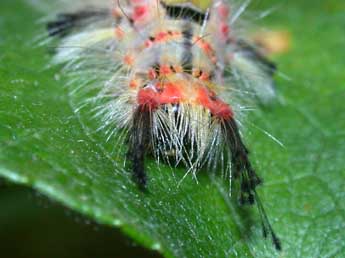  Chenille de Orgyia antiqua L. - Philippe Mothiron