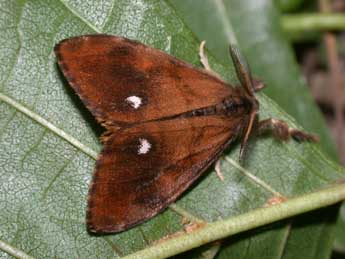 Orgyia antiqua L. adulte - Philippe Mothiron