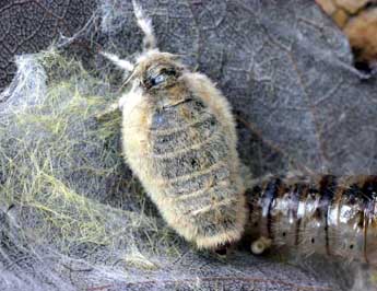 Orgyia antiqua L. adulte - Serge Wambeke