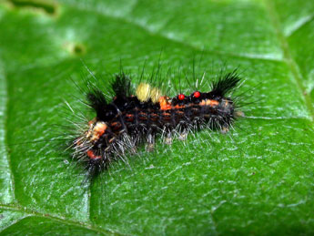  Chenille de Orgyia antiqua L. - ©Philippe Mothiron