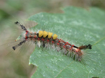  Chenille de Orgyia antiqua L. - ©Philippe Mothiron