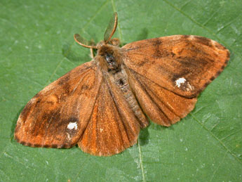 Orgyia antiqua L. adulte - Philippe Mothiron