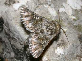 Omphalophana antirrhinii Hb. adulte - Philippe Mothiron