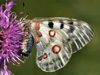 Parnassius apollo L. adulte - Daniel Morel