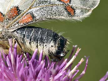 Parnassius apollo L. adulte - Daniel Morel