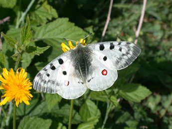 Parnassius apollo L. adulte - Philippe Mothiron