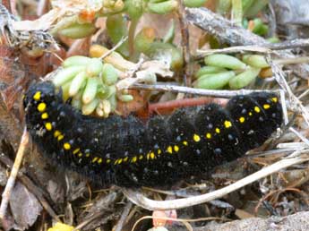  Chenille de Parnassius apollo L. - ©Daniel Morel