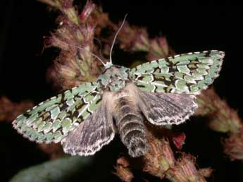 Griposia aprilina L. adulte - ©Philippe Mothiron