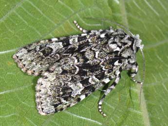 Griposia aprilina L. adulte - Philippe Mothiron