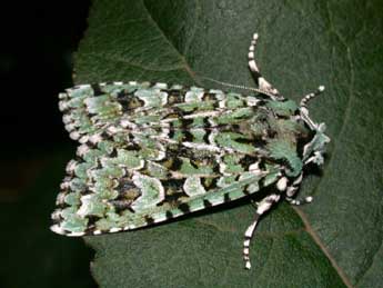 Griposia aprilina L. adulte - Philippe Mothiron