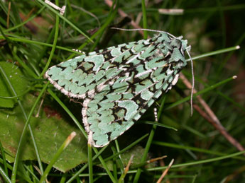 Griposia aprilina L. adulte - ©Philippe Mothiron