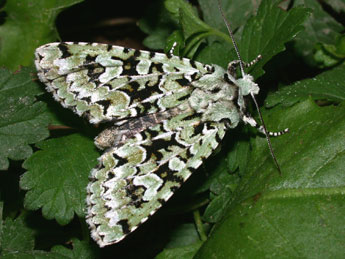 Griposia aprilina L. adulte - Philippe Mothiron