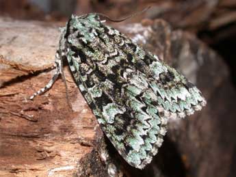 Griposia aprilina L. adulte - Philippe Mothiron