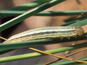  Chenille de Arethusana arethusa D. & S. - Tristan Lafranchis