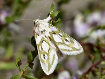 Cucullia argentea Hfn. adulte - Grgory Guicherd