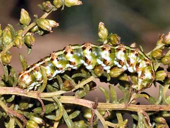  Chenille de Cucullia argentea Hfn. - Daniel Morel