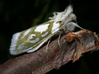 Cucullia argentea Hfn. adulte - Philippe Mothiron