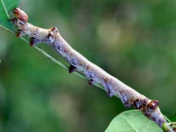  Chenille de Spatalia argentina D. & S. - ©Daniel Morel