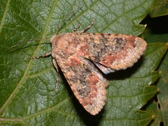 Polymixis argillaceago Hb. adulte - Philippe Mothiron