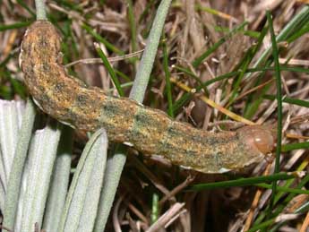  Chenille de Polymixis argillaceago Hb. - ©Philippe Mothiron